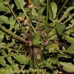 Crepis zacintha Elinympäristö