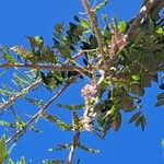 Gliricidia sepium Flower