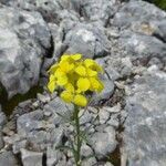 Erysimum sylvestre Kvet