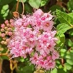 Spiraea japonica Blüte