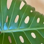 Monstera deliciosa Leaf