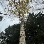 Betula maximowicziana Habit