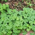 Geranium aculeolatum Leaf