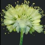 Eriogonum siskiyouense Květ