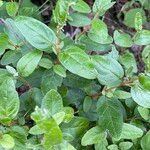 Shepherdia canadensis List