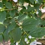 Philadelphus inodorus Blad