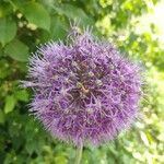 Allium giganteum Λουλούδι