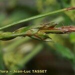 Carex distachya Квітка