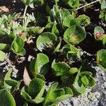 Salix herbacea Leaf