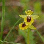 Ophrys lutea 花