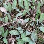 Erythronium americanum Foglia