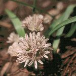 Allium obtusum Цвят