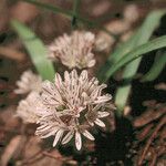 Allium obtusum Kvet