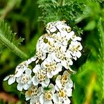 Achillea setacea പുഷ്പം