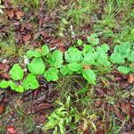 Cyphostemma wittei Habit