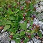 Prunella vulgaris Habitat