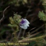 Kickxia lanigera Flor