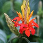 Aphelandra aurantiaca Çiçek