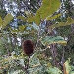 Banksia robur फल