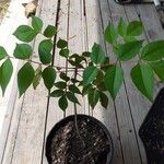 Tetradium daniellii Blatt