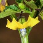 Physalis philadelphica Lorea
