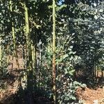 Eucalyptus globulus পাতা