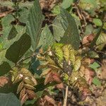 Flemingia strobilifera Blatt