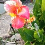 Canna × hybridaFleur