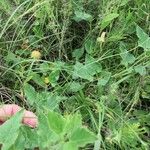 Matelea biflora Hábito