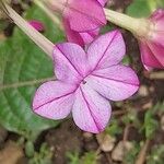 Nicotiana acuminata Blomma