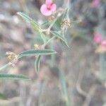 Indigofera miniata Fulla