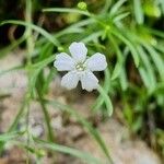 Heliosperma pusillum 花