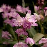 Dendrobium kingianum Flower