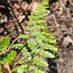 Polystichum braunii Blad