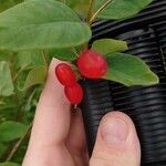 Lonicera utahensis Fruit