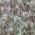 Artemisia alba Likasa