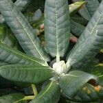 Rhododendron clementinae Leaf