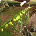 Bulbophyllum renkinianum Kwiat