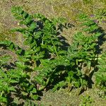 Oenanthe sarmentosa Habit