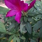 Rhododendron pulchrum Kvet