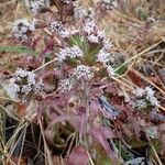 Petasites paradoxus 整株植物