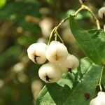 Syzygium aqueum Фрукт