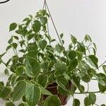 Peperomia serpens List