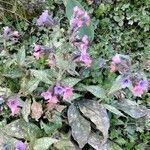 Pulmonaria vallarsae Blatt