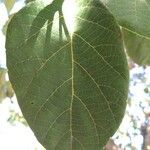 Cordia africana Blad