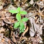 Galium circaezans Leaf