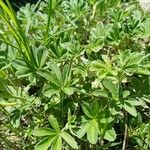 Potentilla valderia Leaf