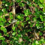 Cotoneaster hjelmqvistiiLeaf