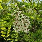 Acacia acanthaster Λουλούδι