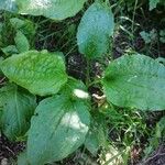 Plantago majorഇല